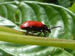 An adult beetle crawling along a vine with a leaf in the background.