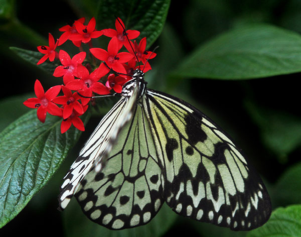 Butterfly Gardens for Florida - EDIS