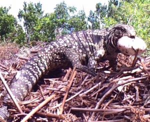 Argentine black and white tegu on an alligator nest holding an alligator egg in its mouth.