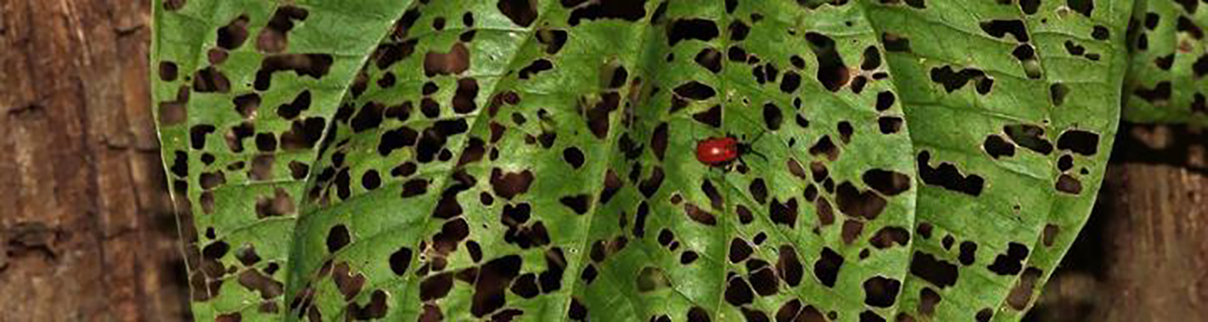 Photo of a skeletonized air potato leaf and a tiny red biological control insect Roger Hammer