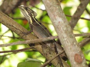 Photo of a brown basilisk on a branch