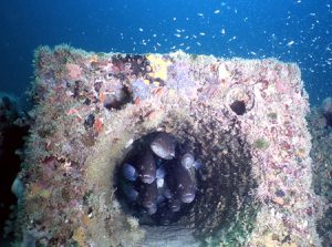 Photo of gag grouper packed into a hole in an artificial reef.
