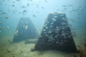 Photo of fish swimming around an artificial reef.