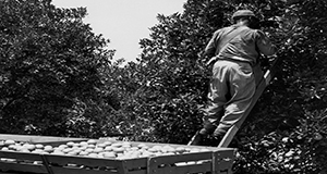 Harvesting of citrus at the Citrus Research and Education Center (CREC) in the 1950s.
