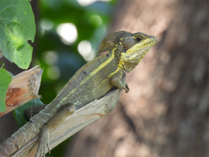 Photo of a male brown basilisk on a branch.