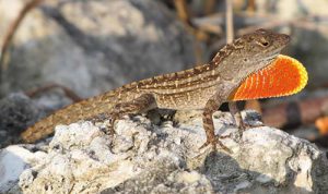 A photo of a male brown anole extending its dewlap.
