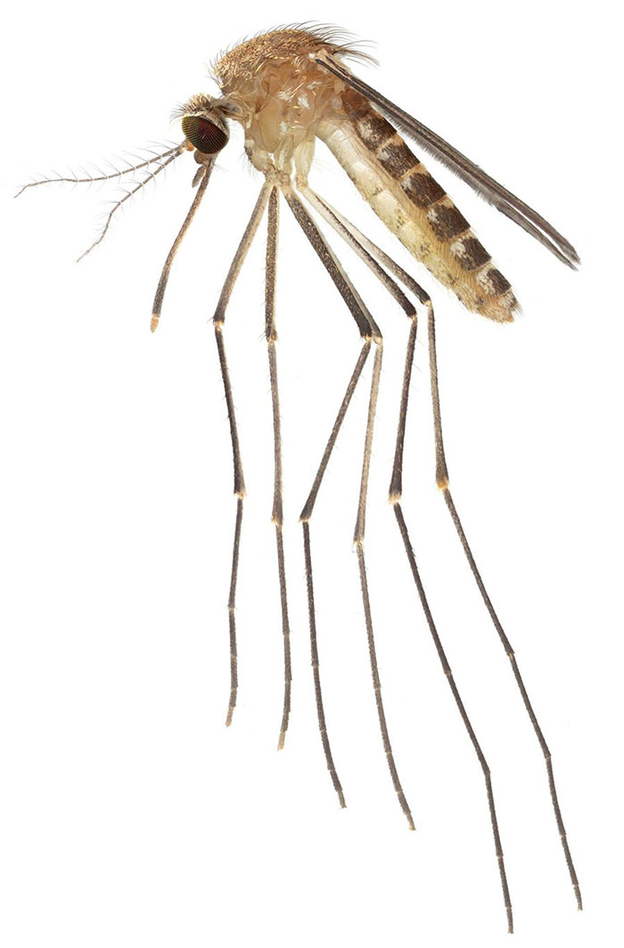 Extreme closeup photo of an adult female Culex quinquefasciatus mosquito, West Nile virus vector