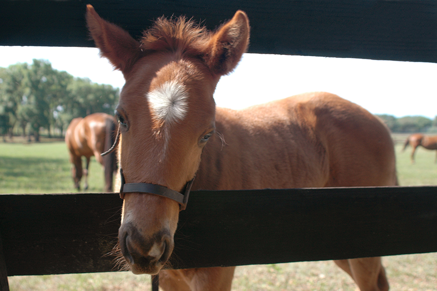 Photo of a colt poking its head out between the boards of a board fence. Double Diamond Farms, Ocala, Florida. UF/IFAS Photo: Sally Lanigan.
