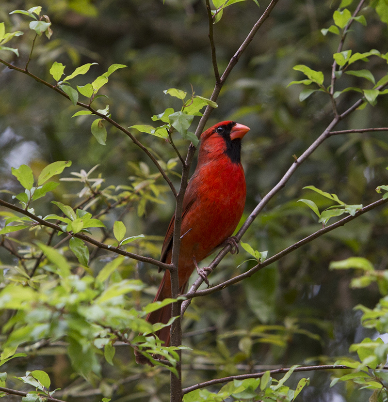 Photo of a male cardinal perched in a tree. Birds can be infected with West Nile virus.