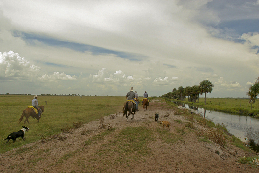 Cowboys on horseback in a field. UF/IFAS Photo by Tom Wright.