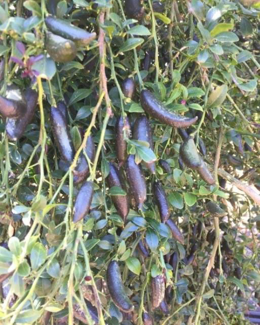 Holiday tree alternatives EDIS