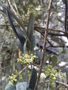 Close-up photo of olive flowers