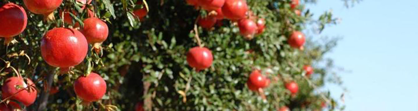 Pomegranate Glass Ornament, Red - Counterpoint