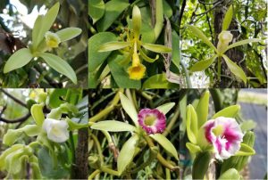 photos of flowers of V. planifolia (top left), V. pompona (top center), V. phaeantha (top right), V. mexicana (bottom left), V. dilloniana (bottom center), and V. barbellata (bottom right) growing in southern Florida.