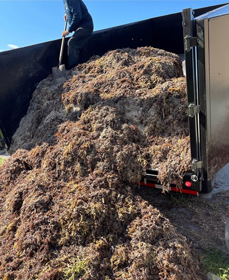 A load of Sargassum being unloaded from a truck Afeefa A. Abdool-Ghany