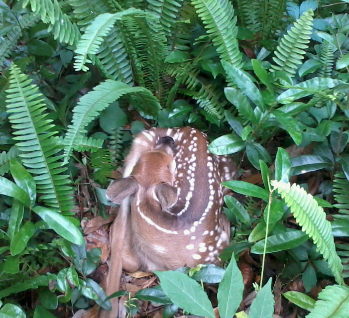 Photo of a fawn curled up among ferns and other understory plants