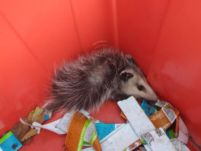Photo of a baby animal, in this case a juvenile opossum in the corner of a orange recycling bin with some cat food labels in the foreground