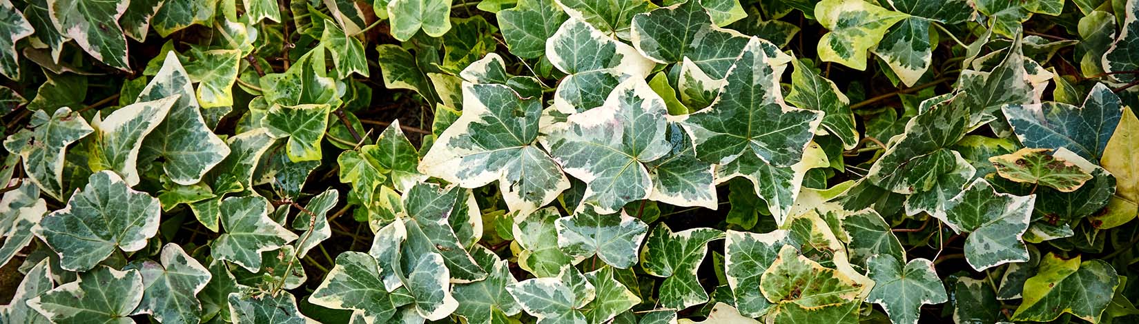 Leaves of english ivy, Hedera helix.