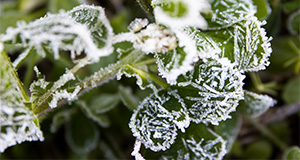 Morning frost on leaves and grass. 02-04-21. UF/IFAS Photo by Tyler Jones