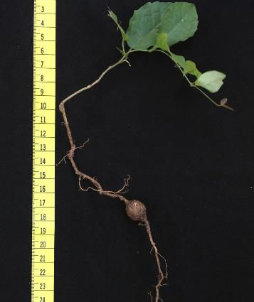 cat's-claw leaves, stem, and root.