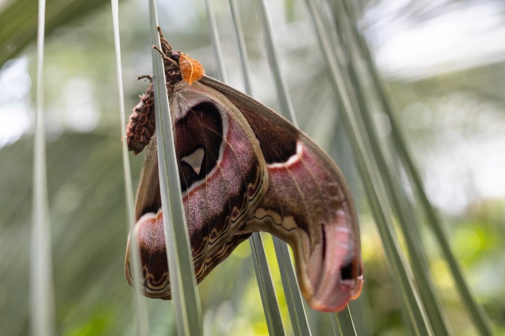 A tan moth with large, striking chocolate patches bordered in bright white and red clings to a palm frond. Its antennae are feathery and bright orange.