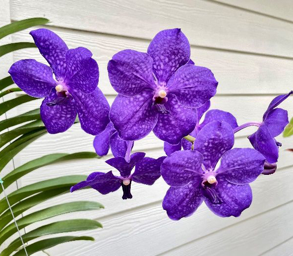 A photo of brilliant purple orchid blooms and green leaves against white house siding.