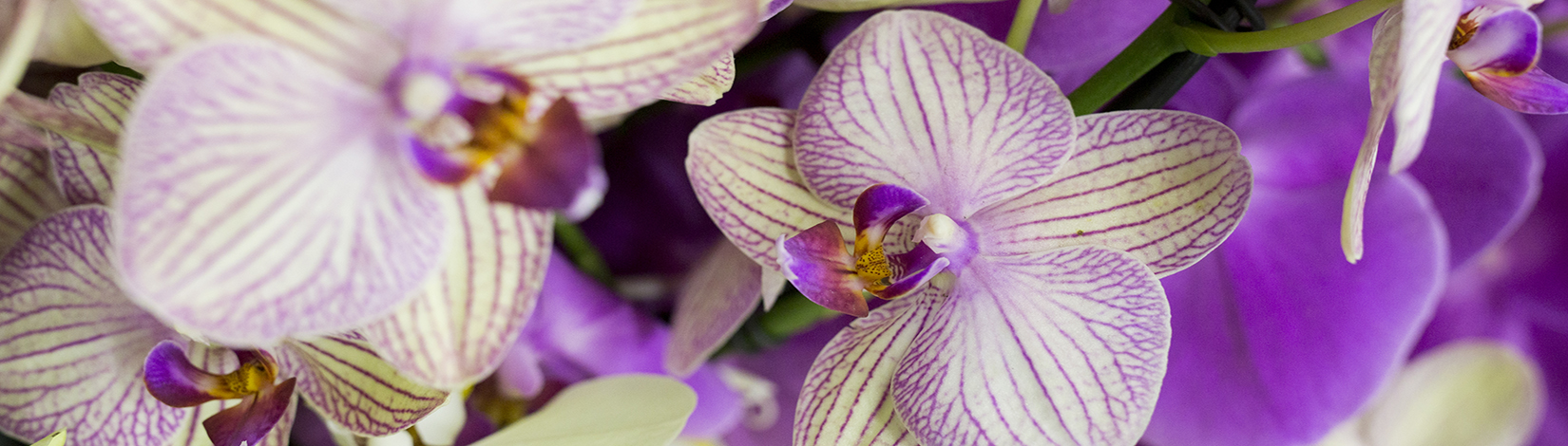 Photo of orchid flowers in purple, lavender, and whiite.