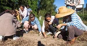 Students digging for potatoes at the Field and Fork Garden. Photo taken 10-19-22. UF/IFAS Photo by Cat Wofford.