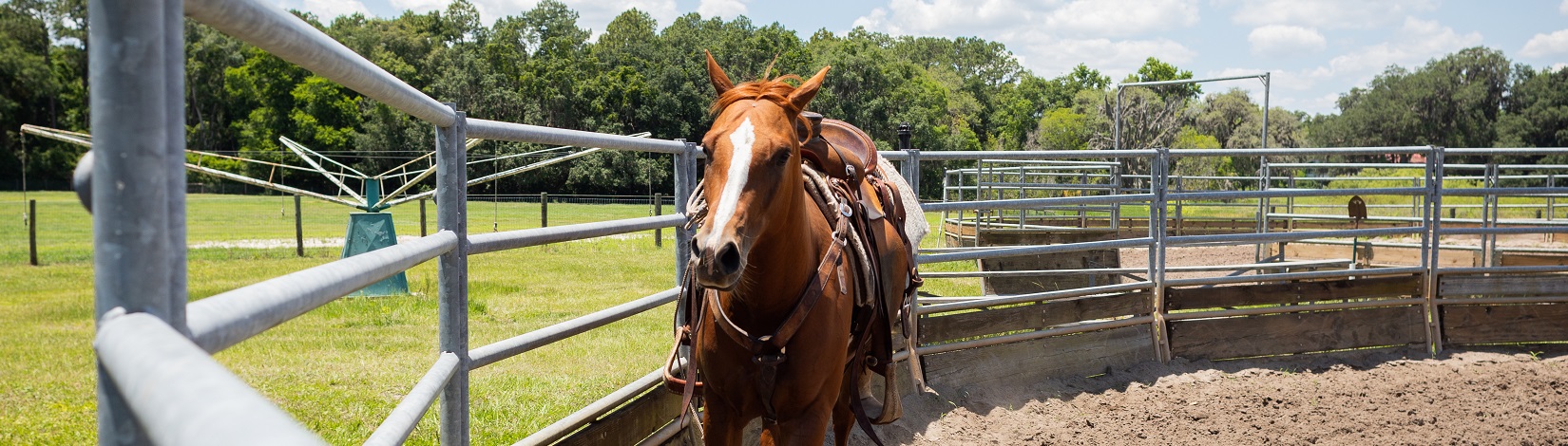 A horse participating in a teaching demonstration at the Horse Teaching Unit. Photo taken 05-15-19.