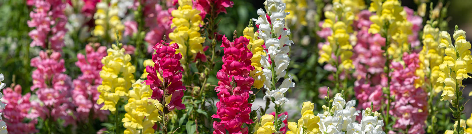 Many snapdragons growing together in difference colors: dark pink, light pink, yellow, and white.