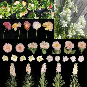 Collage of pastel colored flowers. 