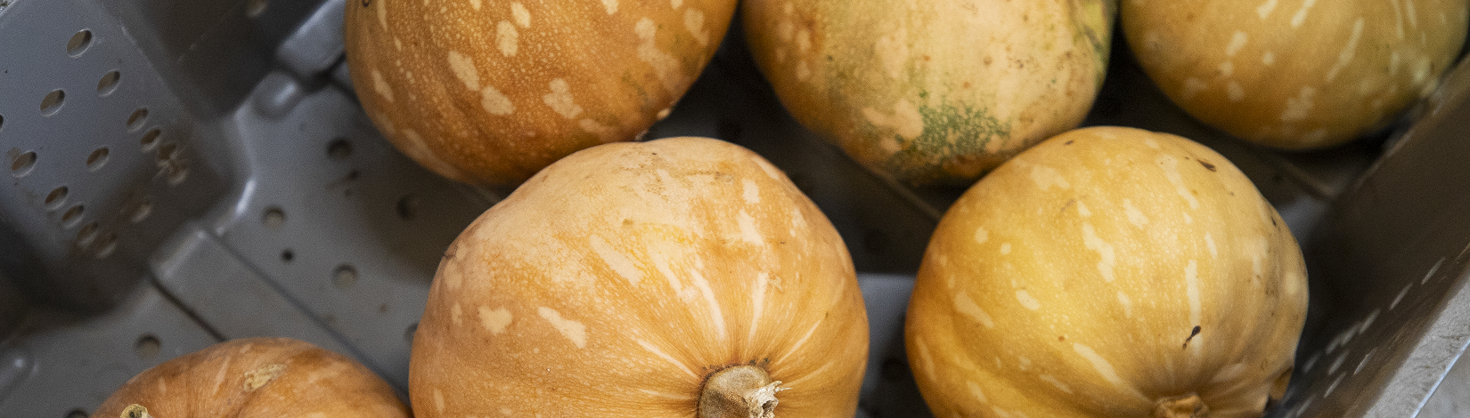 Close up of pale orange calabaza.