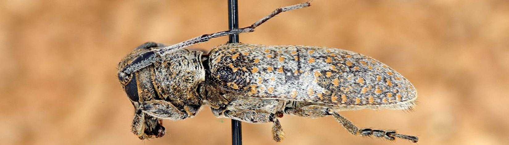 A close-up photo of the insect in profile; it is deceased, which we know by the large black pin impaling it. Its legs and body appear covered in thick, tawny fur. The wings are mixed colors, beige and black with orange splotches.