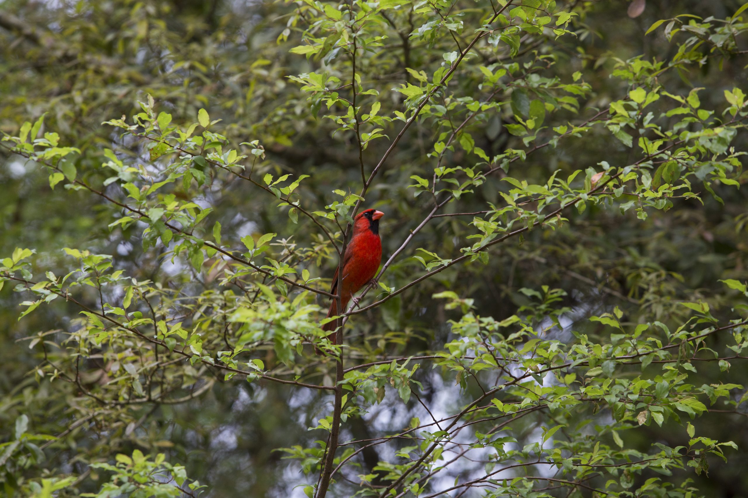 A cardinal bird perched in a tree.