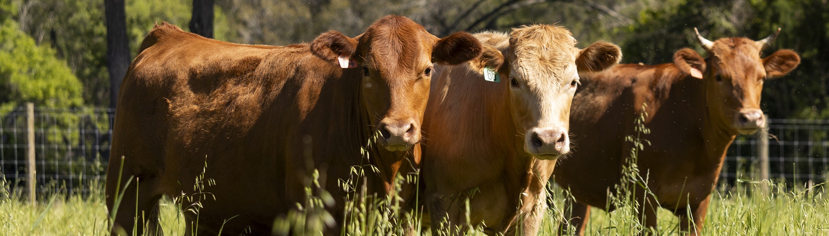 Livestock in Washington County. Photo taken 04-14-25.