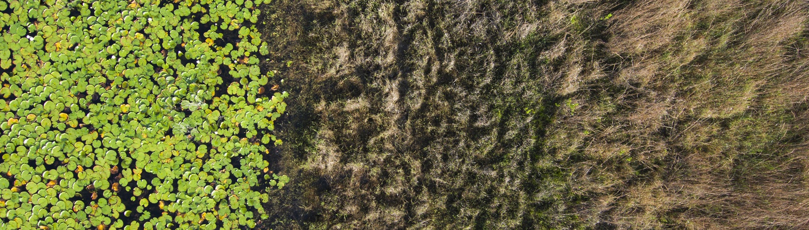 Top down vantage point aerial drone image over lily pads, water, and grasslands at Ordway Swisher Biological Station. Photo taken 05-06-25.