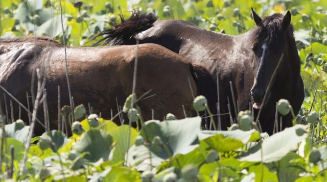 Wild horses on Paynes Prairie.