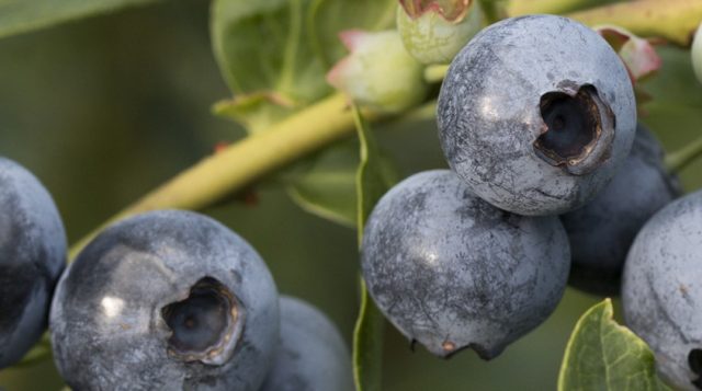 Blueberries on a bush branch.