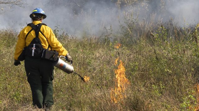 A person in PPE walks through a landscape with a drip torch.
