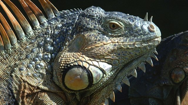 What’s New on Ask IFAS: Wildlife Ecology and Conservation (Sept. – Oct.)