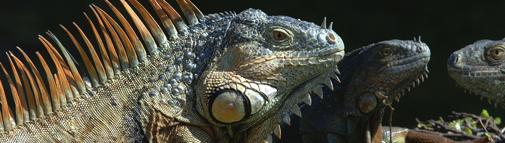 What’s New on Ask IFAS: Wildlife Ecology and Conservation (Sept. – Oct.)