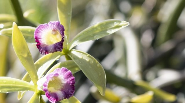 Two vanilla orchids on one plant