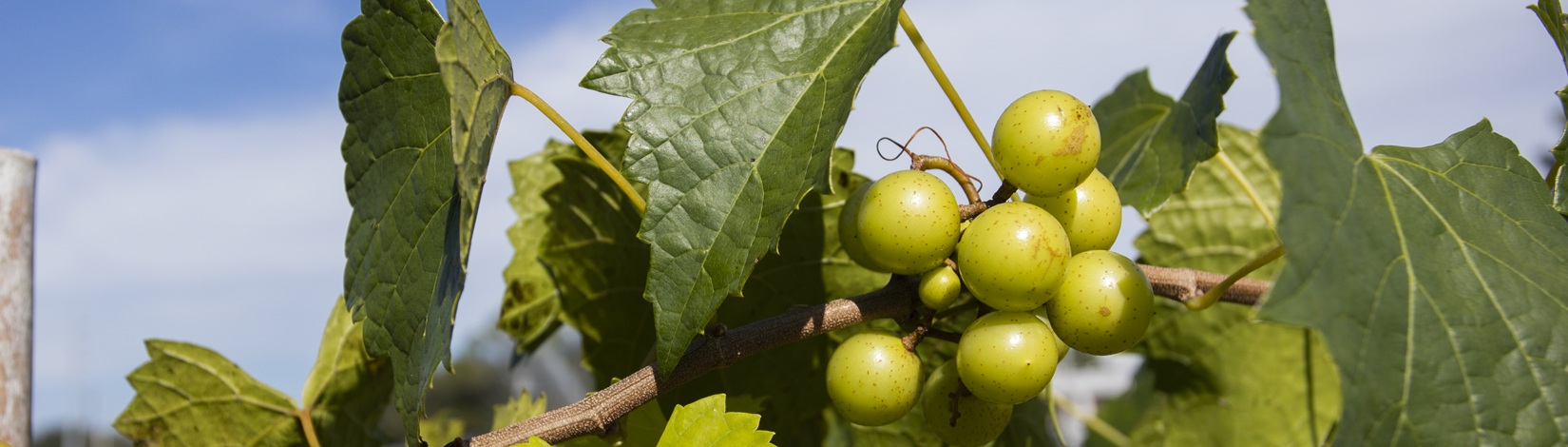 What’s New on Ask IFAS: Horticultural Sciences (Nov.–Dec.)