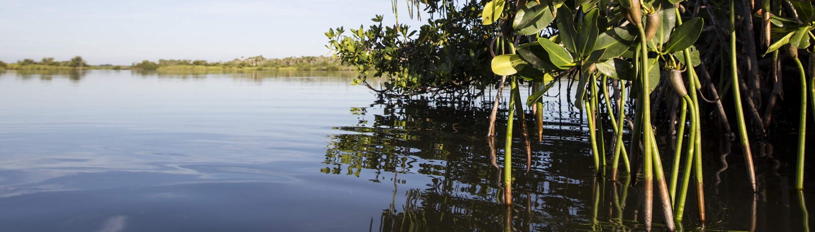 Mangroves.