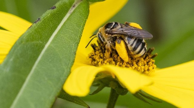 Close-up of a bee on a cluster of golden stamens at the center of a yellow flower.