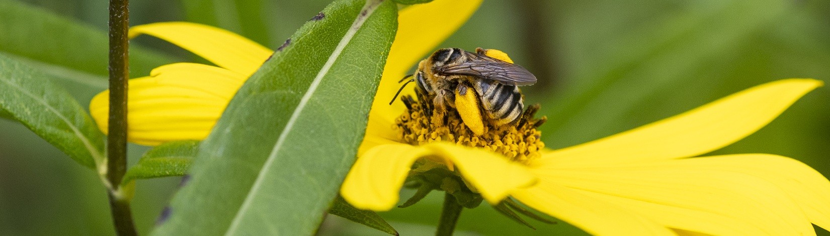 Close-up of a bee on a cluster of golden stamens at the center of a yellow flower.