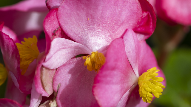 Close-up on a cluster of pink flowers.