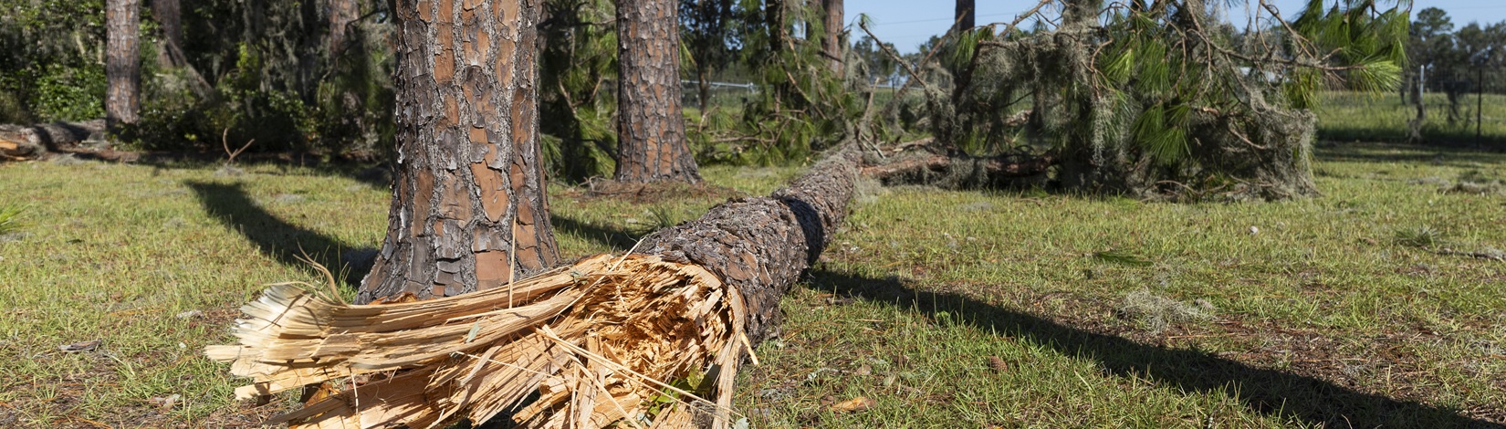 Trunk of a long-leaf pine broken and fallen on the ground after a hurricane passed through. Around it, you can still see pines standing with medium-thick trunks.