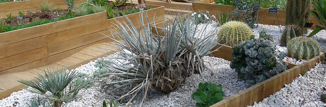 Raised beds separate the spikey plants from the pathway.