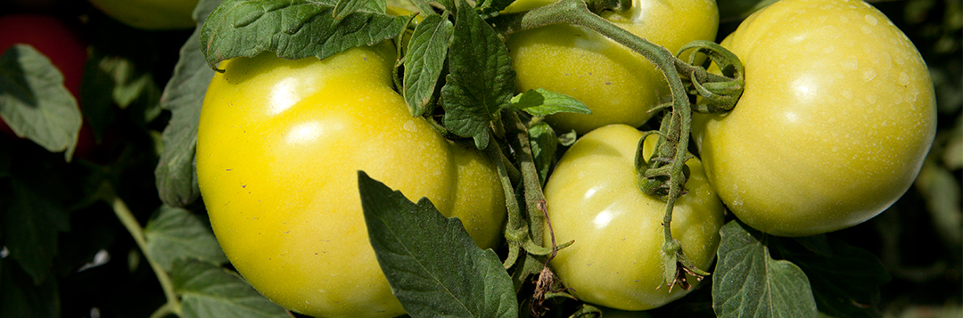 Green tomatoes